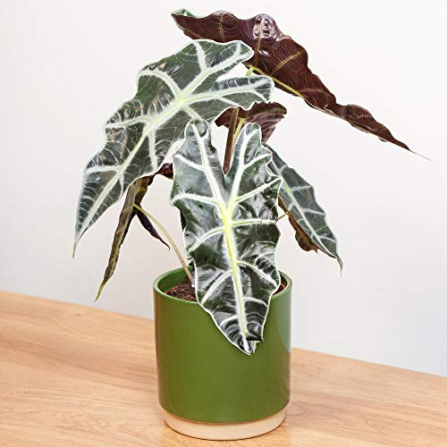 Alocasia Polly Plante Oreille d’éléphant Plante d’intérieur en pot 30-40 cm vert