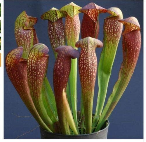 100 Pitcher semi Pianta carnivora fiori acchiappamosche Bug consumo esotico Trappola Fly