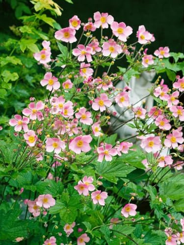 Anemone hupehensis 'Splendens' 9x9 cm Topf – Winterhart, Mehrjährig, Pflegeleicht – Herbst-Anemone – Staude für Beet & Garten