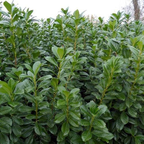 50er-Set Kirschlorbeer Prunus laurocerasus Novita, Höhe 40-60 cm, im 5 Liter Topf