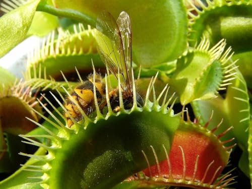 SMB SEEDS Venusfliegenfalle: Ein Stück Natur in Ihrem Wohnzimmer - Eine Einladung zur botanischen Entdeckung und Bewunderung der einzigartigen Dionaea muscipula - SMB