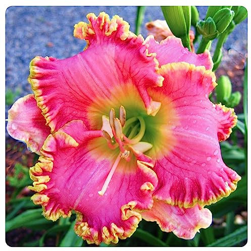 Daylily Bulbs Hemerocallis Bulbs for Planting Now UK Strong Plants That Grow Well Mix Golden Jade Carving Feels Beautiful Now Mixed Garden Crop