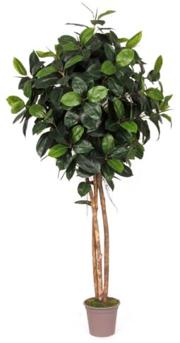 artplants.de Kunststoff Gummibaum LENELOTTE, Naturstämme, grün, 250cm - Made in Italy - Künstlicher Gummibaum