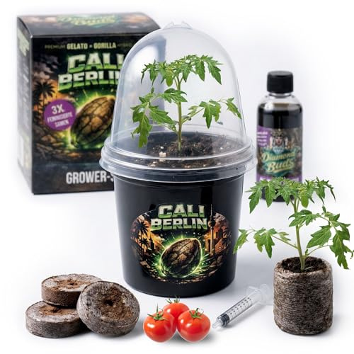 Diamond Buds® Cali Berlin Genetik 3er Set – Exklusiver Anzucht-Starter mit feminisierter Genetik, Quelltöpfen, Pflanzenschalen & Nährstofflösung