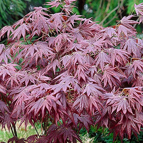 Acer palmatum 'Atropurpureum' | Japanese Maple Deciduous Potted Trees for Small Gardens | Premium Bushy Plant Shrub Tree in Pot (20-40cm (Incl. Pot))