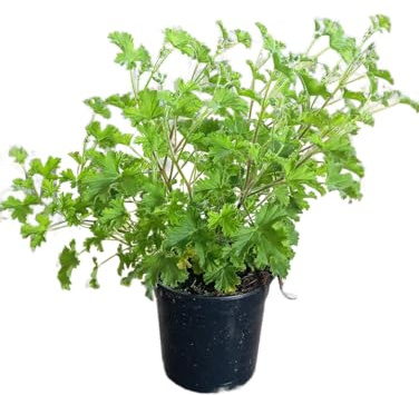 Geranio Limón de Exterior – Planta Resistente con Efecto Repelente Natural