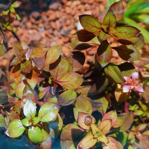 Semillas de acuáticas, de acuario cobertura del suelo Semillas resistentes para de estanque. de acuario acuáticas resistentes para estanques 400pcs