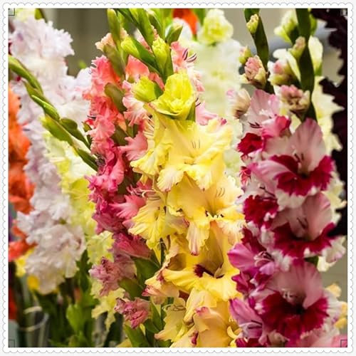 Gladiolus Bulbs Mix Golden Jade Carving Feels Garden Crop for Planting Now UK Strong Plants That Grow Well -5 Bulbs-d