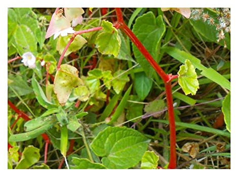 Pezzi - 10x Begonia Aequatorialis Cespuglio Giardino Piante - Seme ID338 - Seeds & Plants Shop by Ipsa