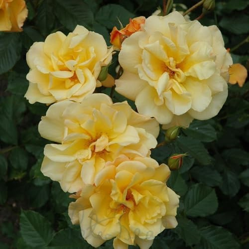 Peter Beales Roses Autumn Sunset Shrub Rose, 120cm x 90cm, Deep Yellow Double Blooms, Fragrant