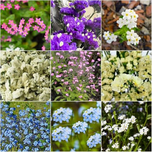 vergissmeinnicht - indoor garten balkonblumen pflanzensamen blumensaat wiesenblumen blumensamen topfpflanzen gartensamen garten 600samen