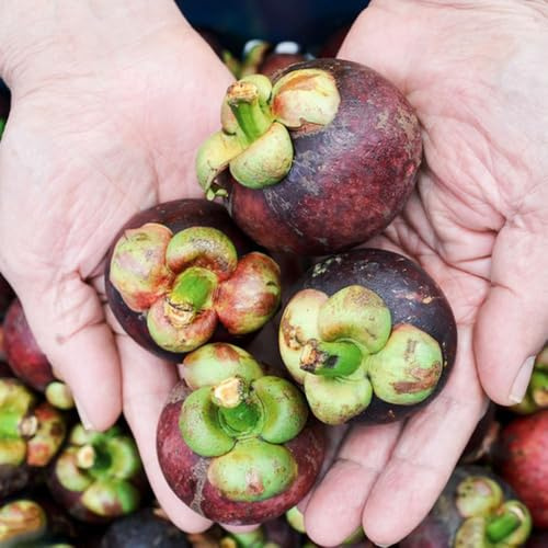 Semi di mangostano - da frutto colonnari vecchie varietà da frutto comprare balcone nani, resistenti mangostano semi di colonnare frutteto 15pcs