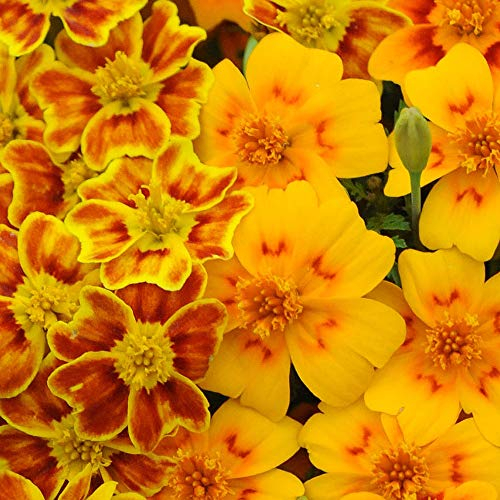Marigold ‘Starfire’ (Tagetes Tenufolia) 1 Packet (300 Seeds) by Thompson and Morgan
