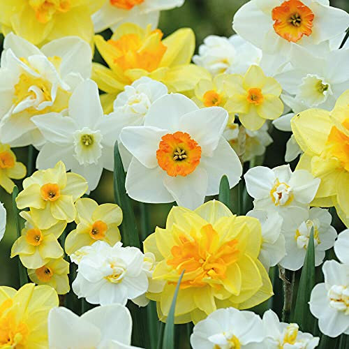 Daffodil Mixed Bulbs, Naturalising Bulbs,Flower Bulbs for Planting Now X50 Bulbs