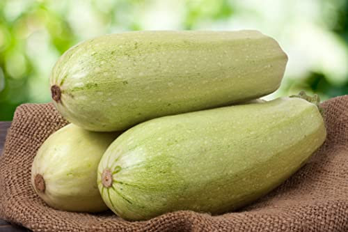 Lot de 25 Graines de Courgette-Courge White Lebanon - variété non coureuse très ancienne d'origine - fruits lisses de couleur vert très clair à blanc crème - chair moelleuse, tendre et sucrée