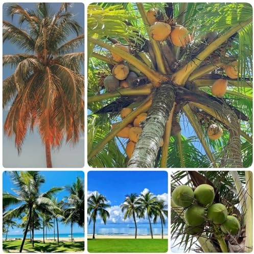 Semi di palma da cocco, comprare semi di Cocos nucifera, biologici Le da balcone sono 5pcs