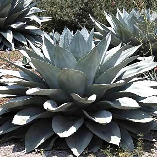 Agave Ovatifolia 'Giants' - 10 Seeds - Whale Tongue Agave - Succulent Leaves : Package Contains seeds
