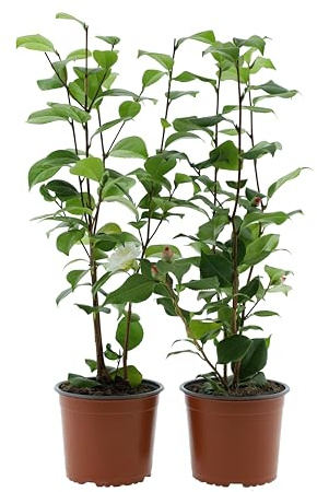 Camellia japonica P19 Lot de 2 roses et blanches 65-80 cm