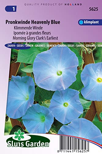 Morning Glory Clark's tidigaste Heaenly blå blomfrön