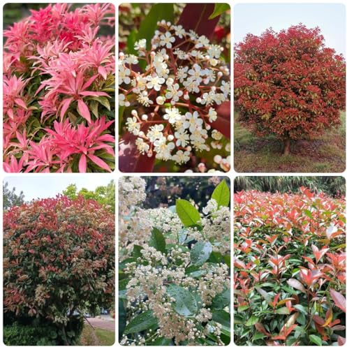 semi di photinia red robin - siepe - resistenti di nespolo rosso e pettirosso allevare decorazione autunnale resistenti per il giardino 550pcs