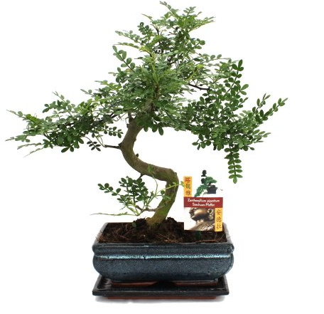 Bonsai Szechuan-Pfeffer Zanthoxylum piperitum ca. 10 Jahre 23cm Schale