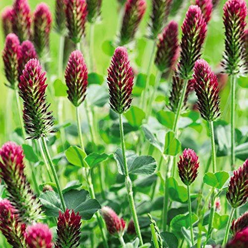 Seeds - Green Manure Crimson Clover – Hardy Annual – Italian Clover - Easy to Grow at Home Soil Improver Loved by Bees - 1 Packet (60 Grams) by Thompson and Morgan