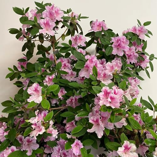 semillas resistentes de rododendro - silvestres, balcón azalea perennes 80pcs