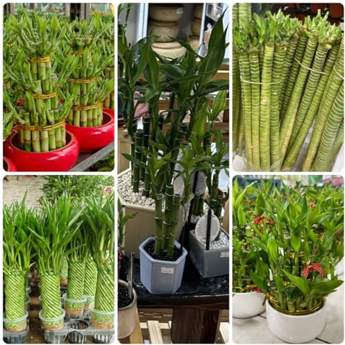 semi di bambù fortunato - bambù fortunato - d'appartamento che purificano l'aria, resistenti per il giardino allevare Le sempreverdi 20pcs