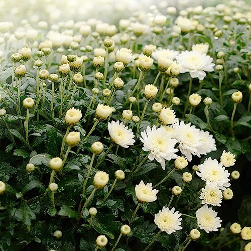 crisantemo da giardino arbusto di farfalle semi selvatico semi perenni tagliati balcone resistenti bonsái interni reali 40pcs