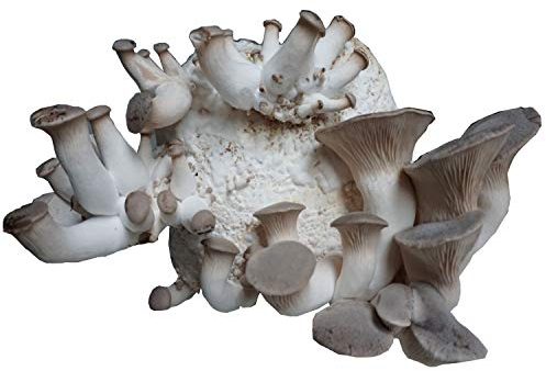 Hawlik Pilzbrut - XXL BIO Kräuterseitling Zuchtset zum selber züchten - kinderleicht Bio Kräuterseitlinge züchten – Pilzzuchtset Kräuterseitling für zuhause