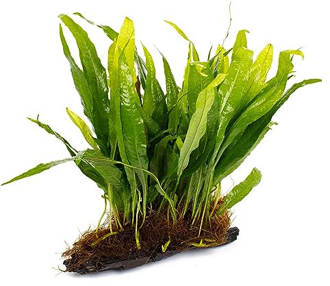 Lincolnshire Pond Plants Ltd - Bogwood, Rocks and PadsTropical Live Aquarium Plants (Medium Java Fern On Bogwood)
