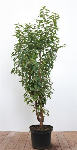 Prunus lusitanica 80–100 cm – Immergrün, Winterhart, Pflegeleicht – Portugiesischer Kirschlorbeer – Heckenpflanze für Garten & Sichtschutz