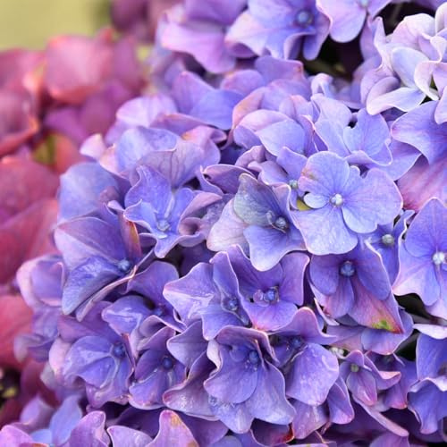 GARTEN SCHLÜTER® Ballhortensie ‘Forever & Ever® Purple’ - 30-40 cm - Topf | Liefergröße - 5 Liter - Hydrangea macrophylla - reichblühende, kompakte Hortensie - intensiv violette Blüten