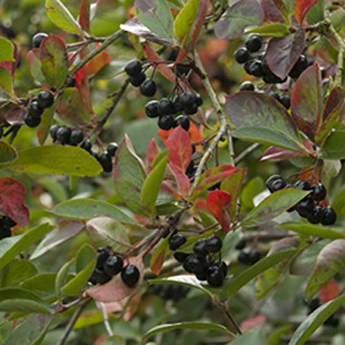 Schwarze Apfelbeere 'Viking' - Aronia Prunifolia Viking - 40-60 cm Topf: Robuste Sorte