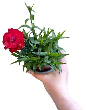 DECOALIVE |Clavel Oscar Premium |Planta Natural |Planta con Flor