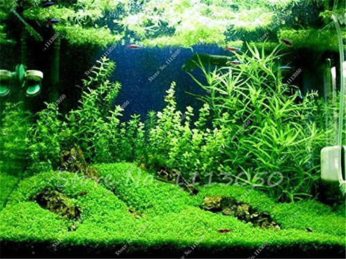 Semi Pacchetto Non Piante: 4: Misto Acquario Seeds Grass Seed AcquaPrato Fish Aquarium Landsc Decorativo:Seeds Only