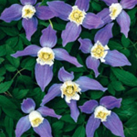Clematis alpina 60-100 cm 2L Topf – Winterhart, Mehrjährig, Pflegeleicht – Alpenwaldrebe – Kletterpflanze für Pergola & Rankhilfe