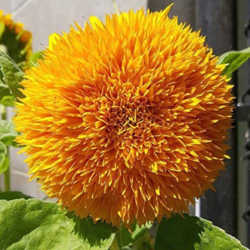 Somerway Sonnenblumensamen 25 stücke gelbe Sonnenblumensamen Blumensamen zum Pflanzen mehrjähriger Blumensamen im Freien Garten Blumensamen für den Innenhof Gelb