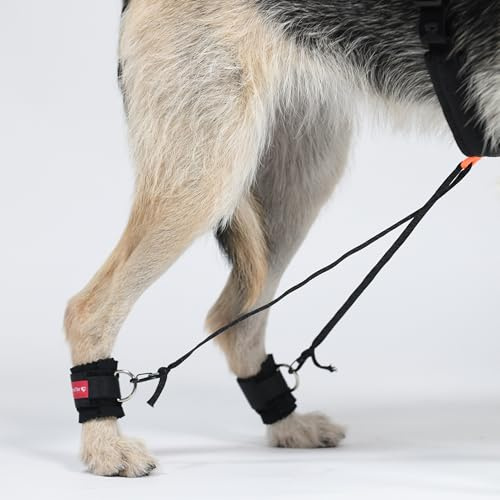 HERZENSTIER Trainingsbandage Gr. XL65 Hund Hinterbein 2er Set inkl. Expander-Band – Gangschulung & Muskelaufbau bei Überköten, degenerativer Myelopathie, Ataxie | Neopren Gehhilfe schwache Hinterhand
