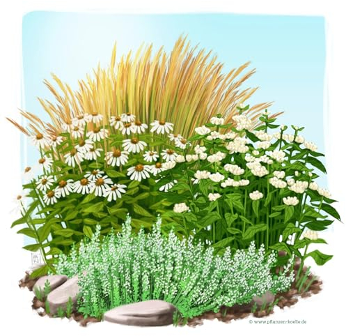 Stauden-Set, 12 Pflanzen für 2 m², weiß-grün