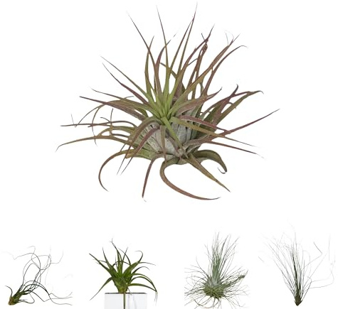 BROWN&GREEN Tillandsia - Plantas de Aire Natural - Tillandsias - Plantas de Aire - Tillandsia Planta Natural - Clavel del Aire - Planta - Plantas Aereas - Plantas Aereas Naturales (1, Ionantha)