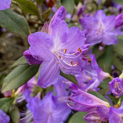 semi di rododendro, semi di azalee, resistenti all'esterno Le perenni sono esotici 100pcs