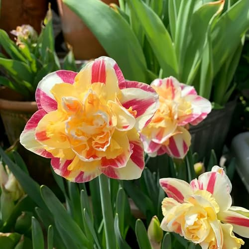 narzissenzwiebeln hochbeet balkon dekopflanzen blumenwiese osterglocken narzissen balkonpflanzen blumenzwiebeln mehrjährig winterhart steingartenpflanzen zimmerpflanzen zimmerbonsai 11zwiebeln
