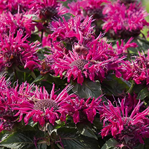 Bedwen Monarda 'Melua Burgundy' Plug Plant x3 – Bergamot Bee Balm Purple-Red Flowering Perennial for Pollinator-Friendly Gardens & Herbaceous Borders