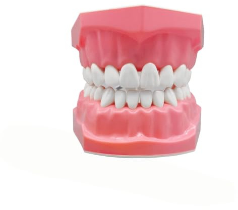 Modelo, Modelo Pedagógico Con Cepillo De Dientes Para Aprendizaje, Modelo De Dientes Suministros De Estudio Buccal Para Familia, Hombres, Mujeres Y Adolescentes