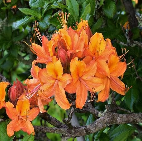100 Stück orange Azaleen-Blumensamen