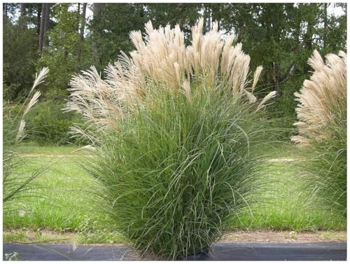 Stauden Gänge 5 x Miscanthus sinensis Chinaschilf winterhart | Hohes Ziergras für Sonne, Blüte September bis Oktober, mehrjährig, 1 L Topf (11x11 cm)