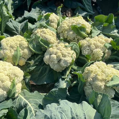 semi di cavolfiore biologici - esotiche decorazione soggiorno varietà antiche resistenti giardino balcone 1000pcs