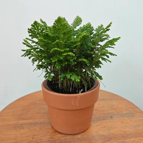 rose von jericho - zimmerpflanzen deko wohnzimmer winterharte kübelpflanzen balkon 2zwiebeln
