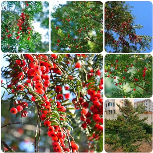Semi di Taxus Baccata, resistenti per il giardino tasso, wallichiana, perenni esotici arbusti, vecchie 350pcs